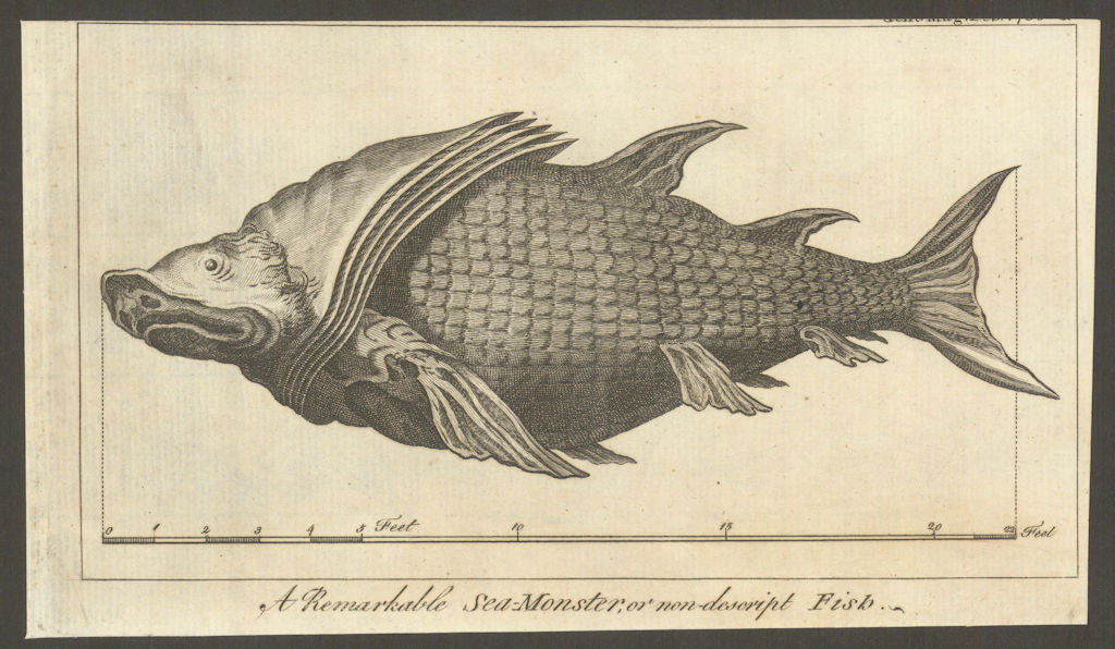 A Remarkable Sea-Monster or non-described Fish taken in the Mediterranean 1766